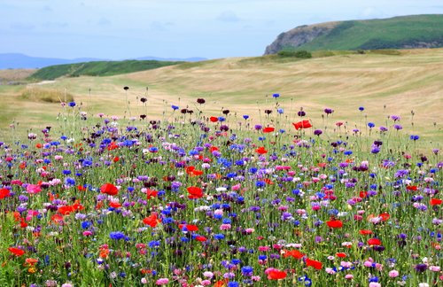 Wild flowers at the 1st tee at Shiskine Golf Club 2015